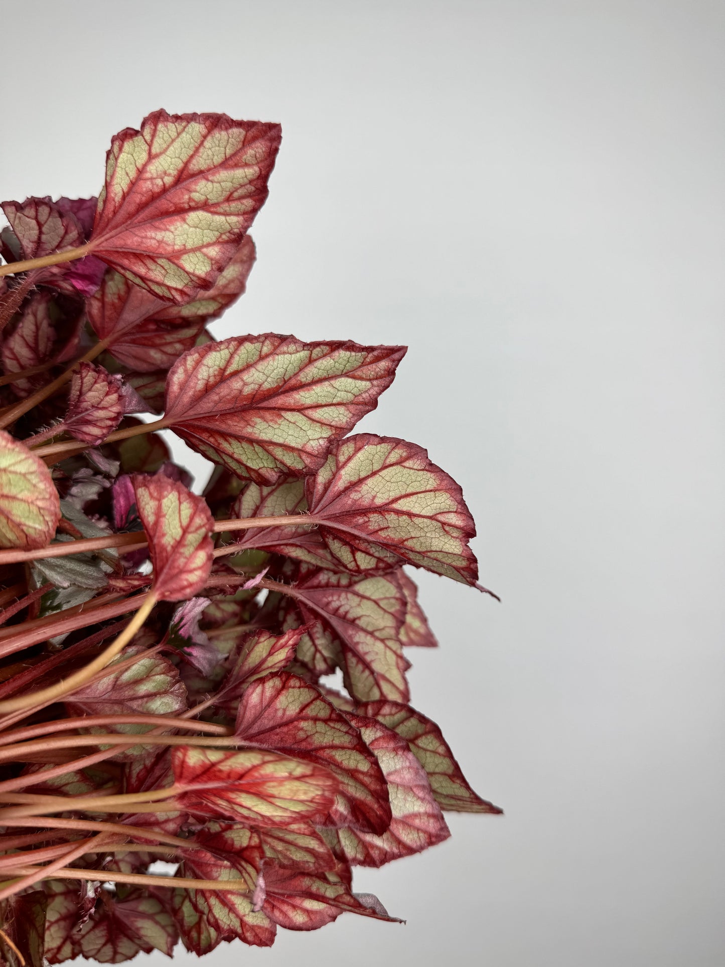 Begonia Rex “Indian Summer”