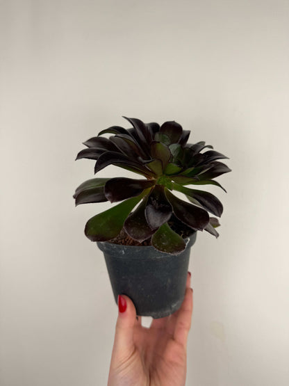 Aeonium Atropurpureum Schwarzkopf “Testa nera”