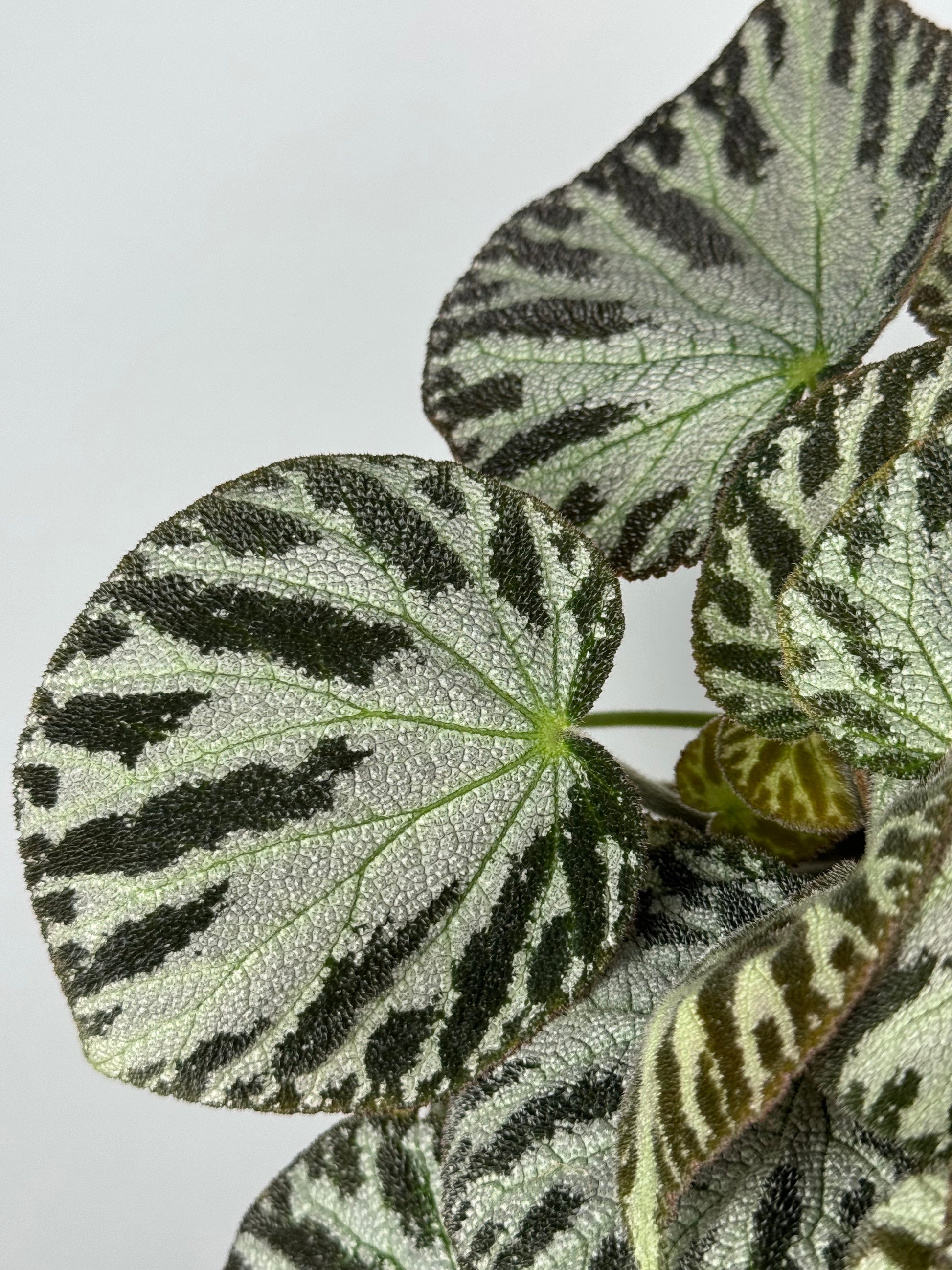 Begonia “Silver Jewel”