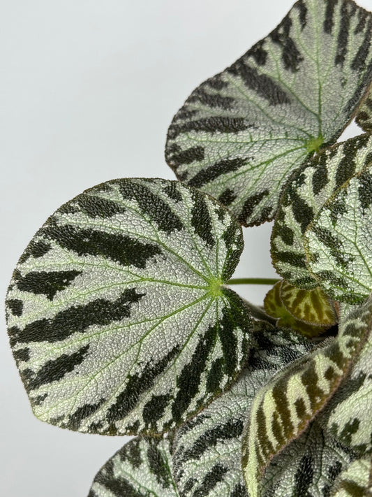 Begonia “Silver Jewel”