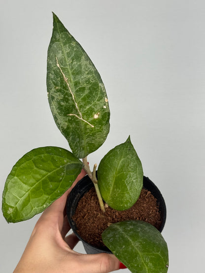 Hoya Verticillata “Wayang Splash” | Chloris