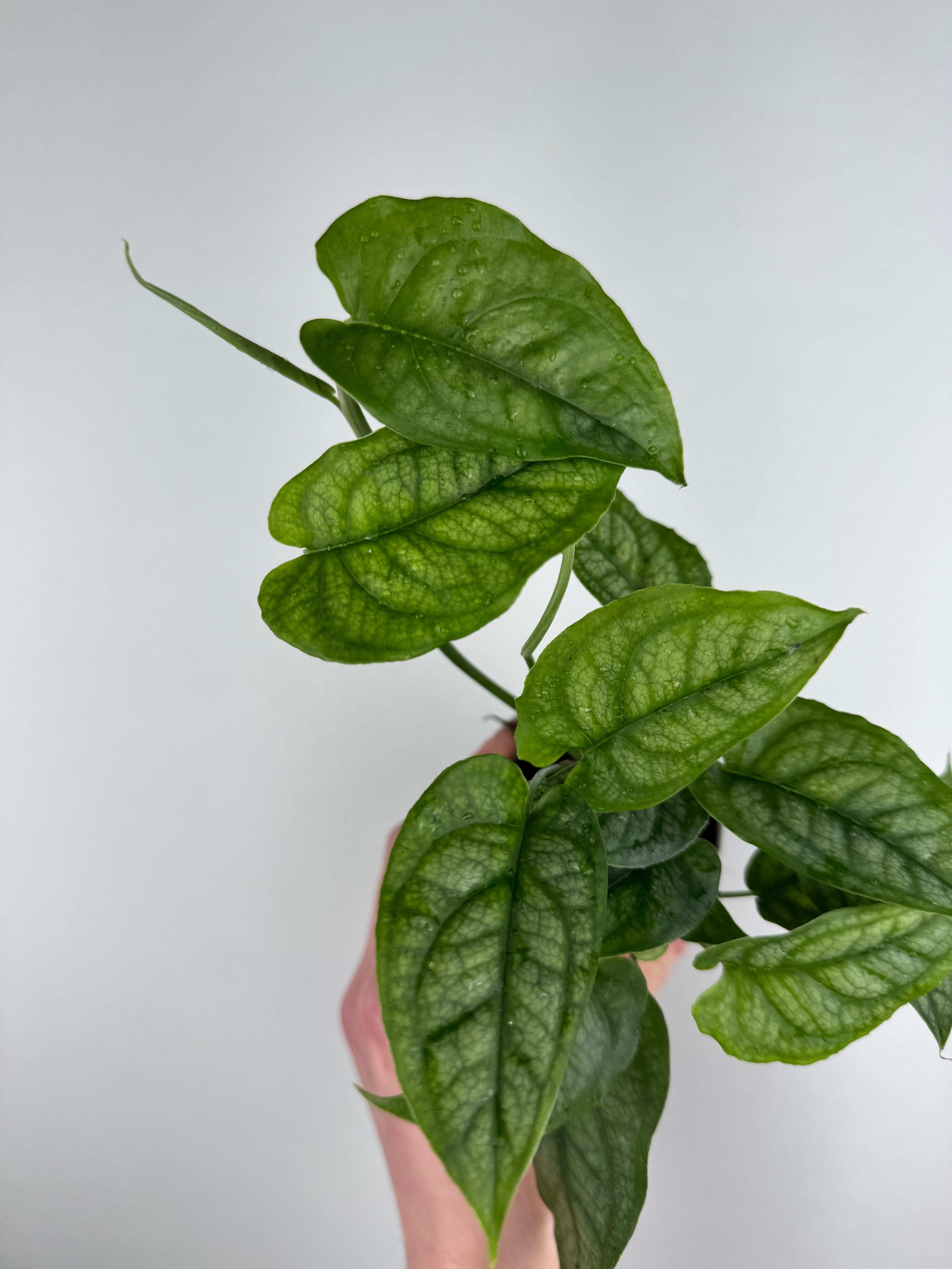Monstera Siltepecana