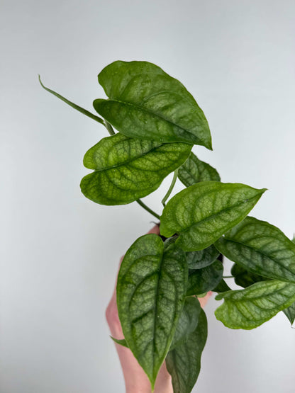 Monstera Siltepecana