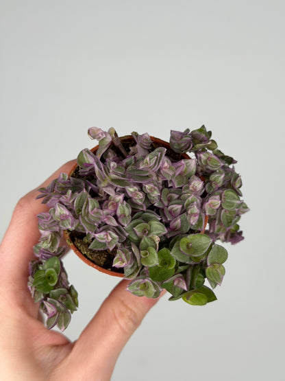 Callisia 'Pink Panther' Tradescantia Tropical Corner