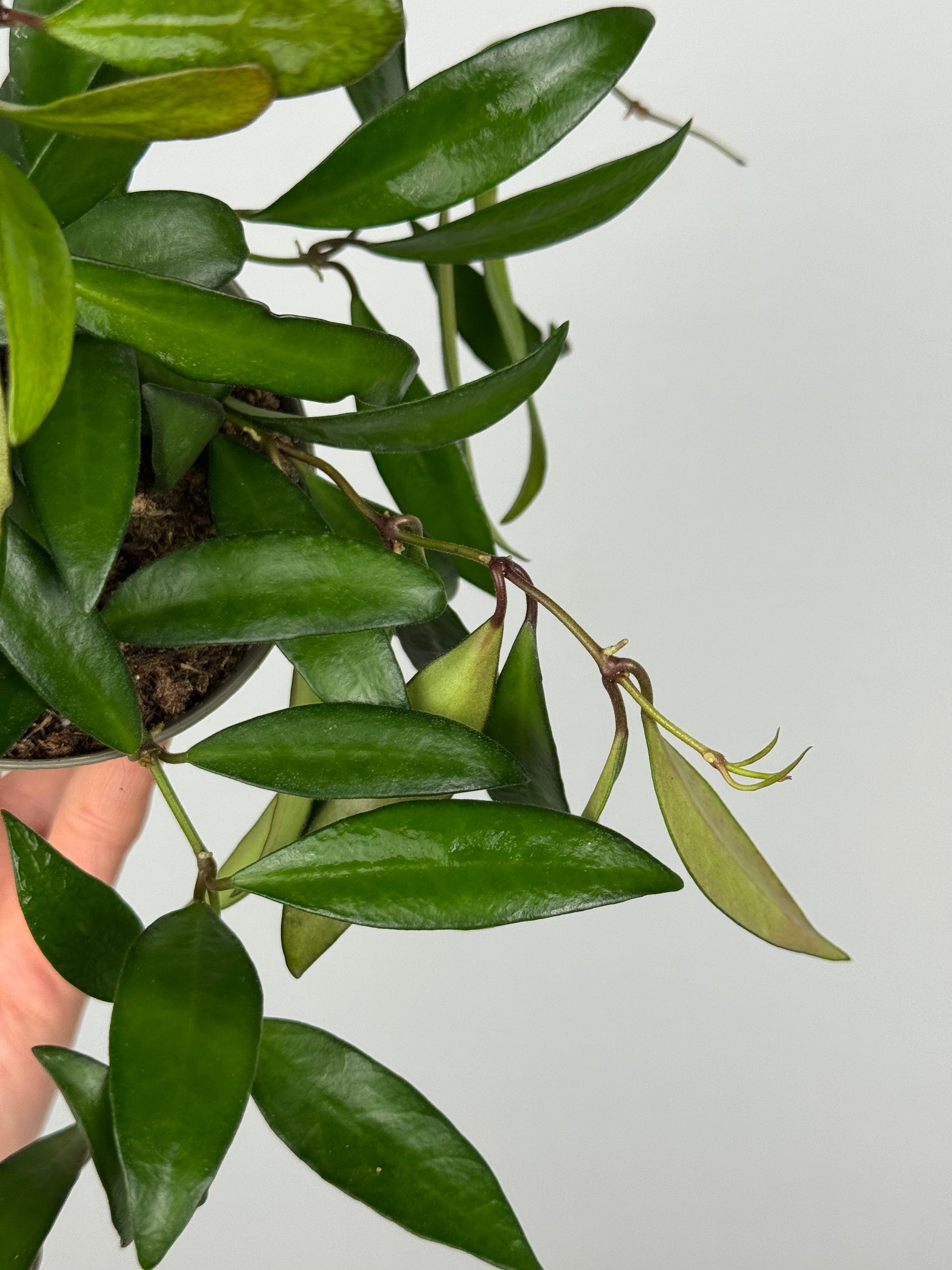 Hoya Rosita
