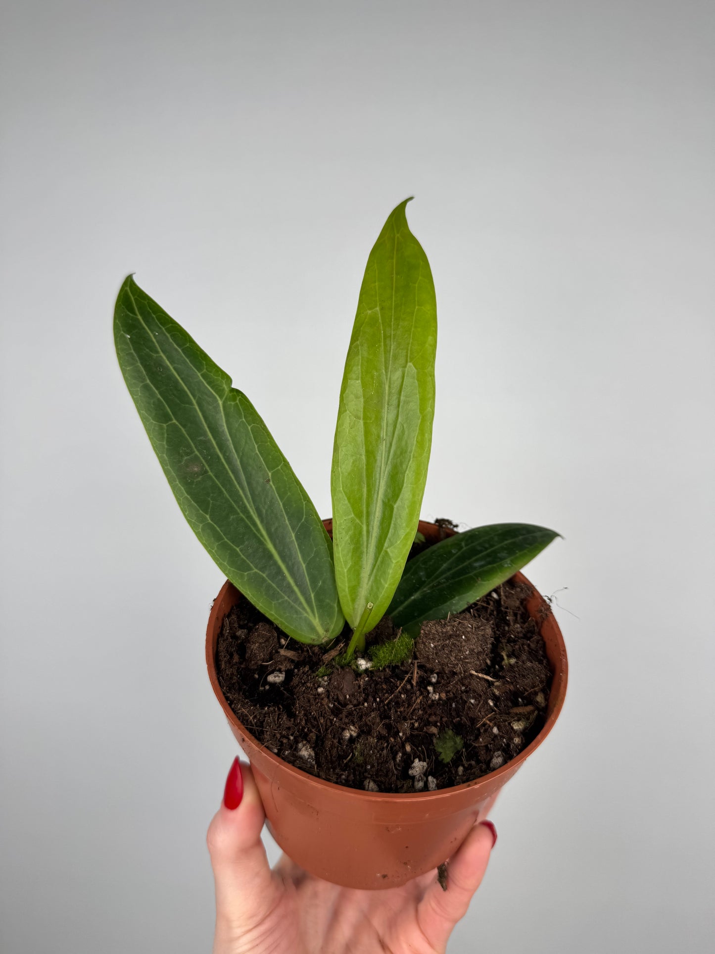 Hoya Soligamiana