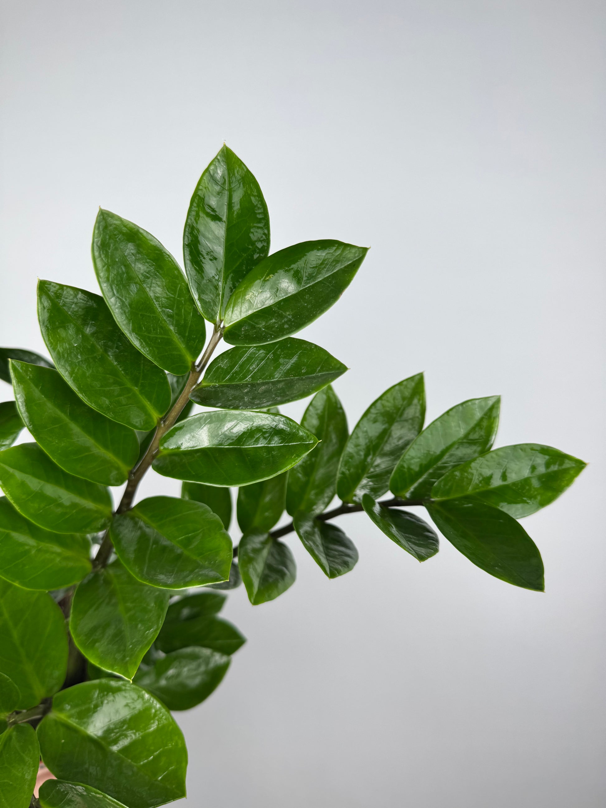 Zamioculcas Zamiifolia