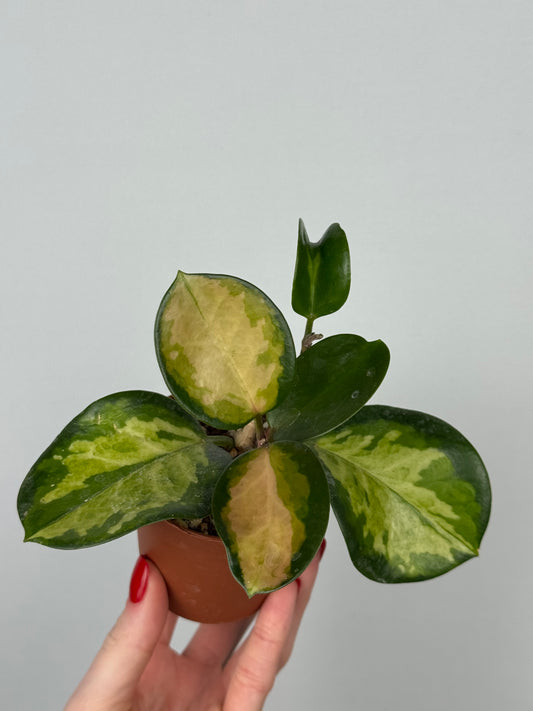 Hoya Australis “Lisa”