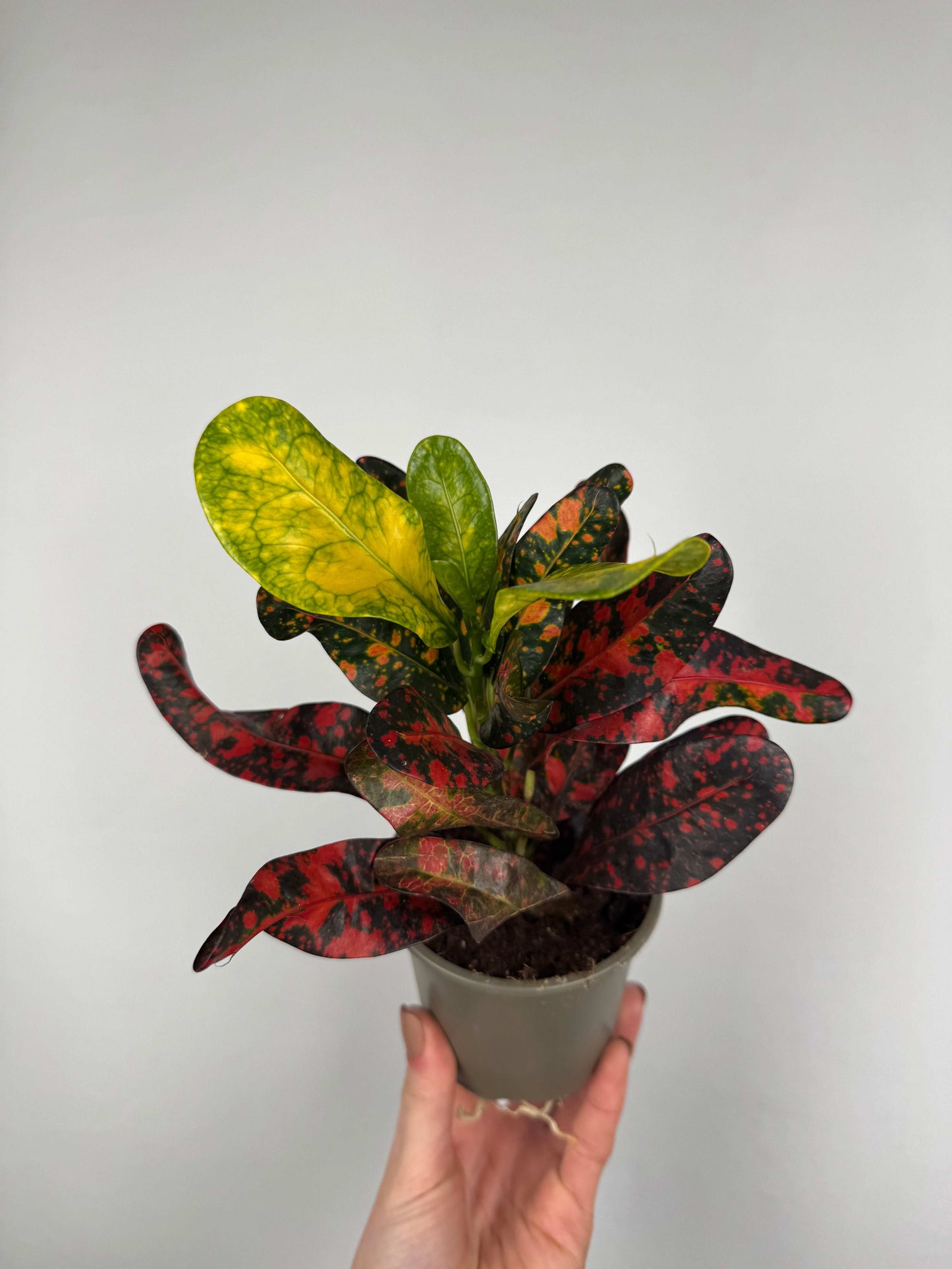 Codiaeum variegatum “Bush on fire”