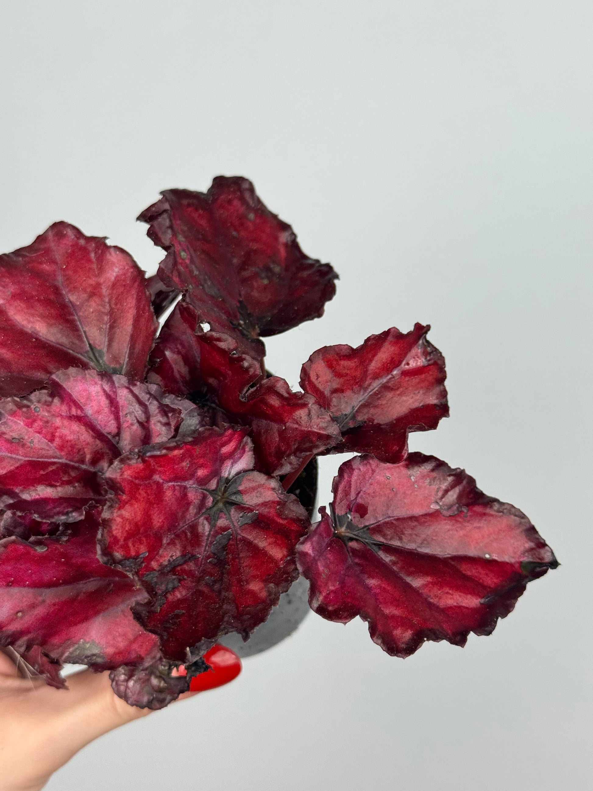 Begonia “Red Bull”