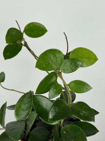 Hoya Chouke
