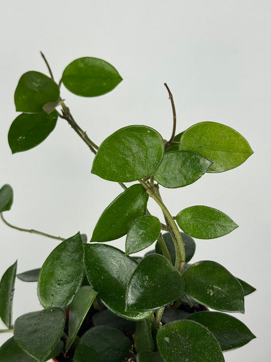 Hoya Chouke