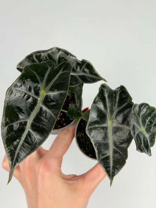 Alocasia Bambino 'Arrow Curly' Alocasia Tropical Corner