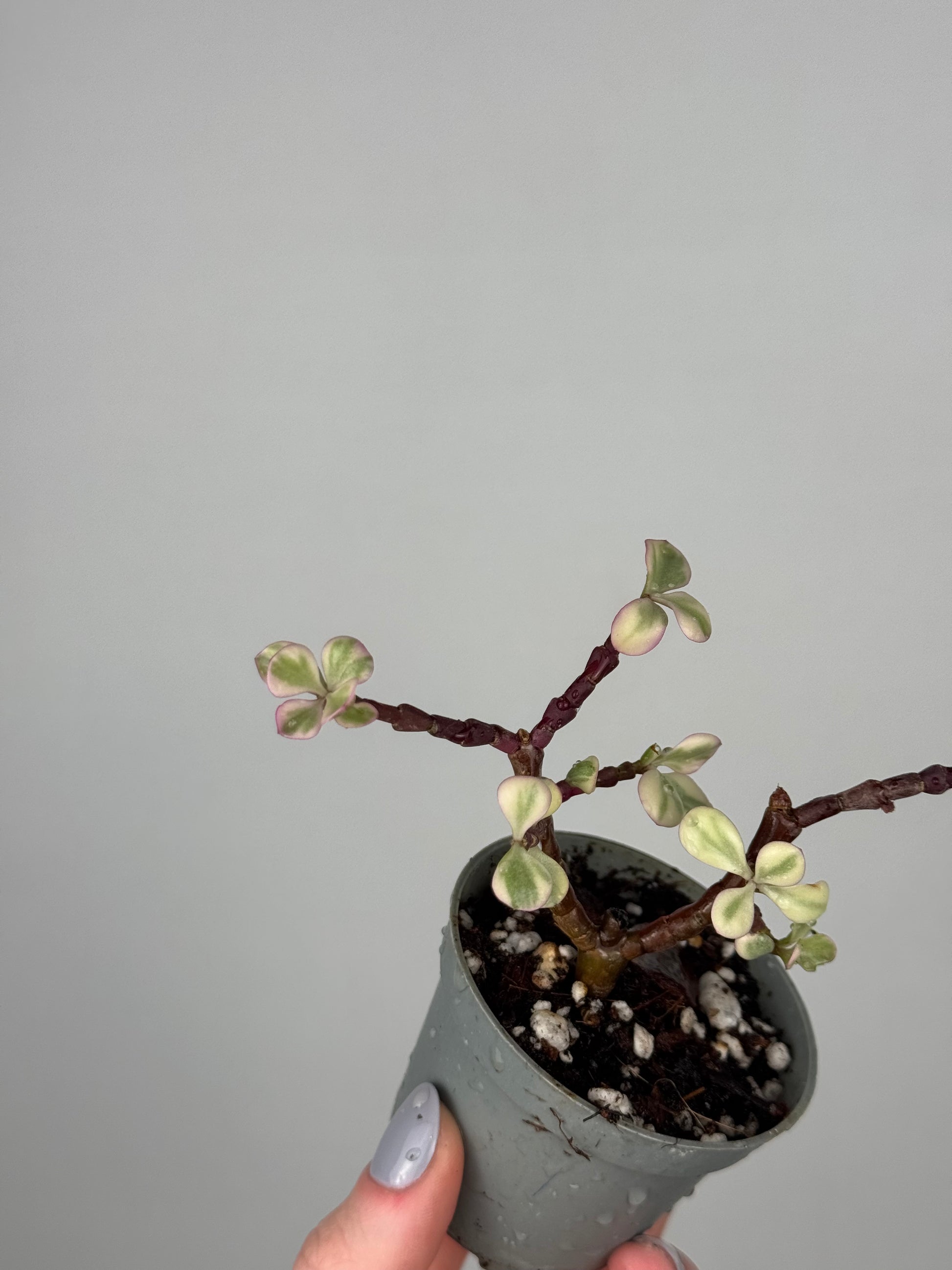 Portulacaria Afra “Variegata” | Lola