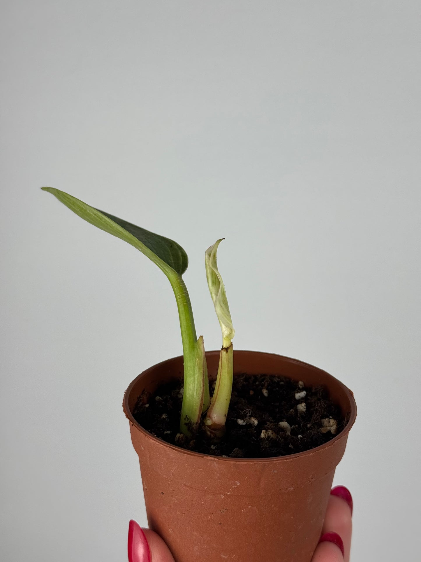 Philodendron Birkin | Tommy