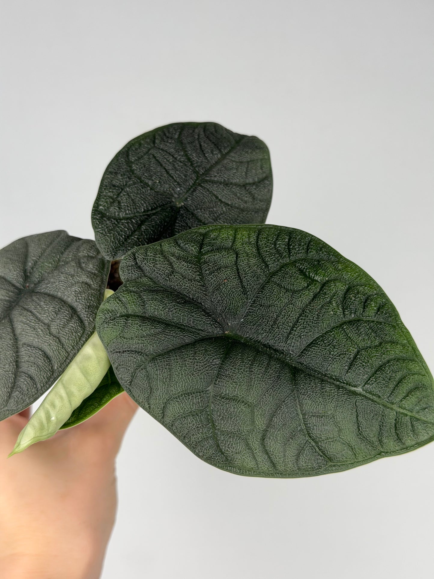 Alocasia Melo Alocasia Tropical Corner