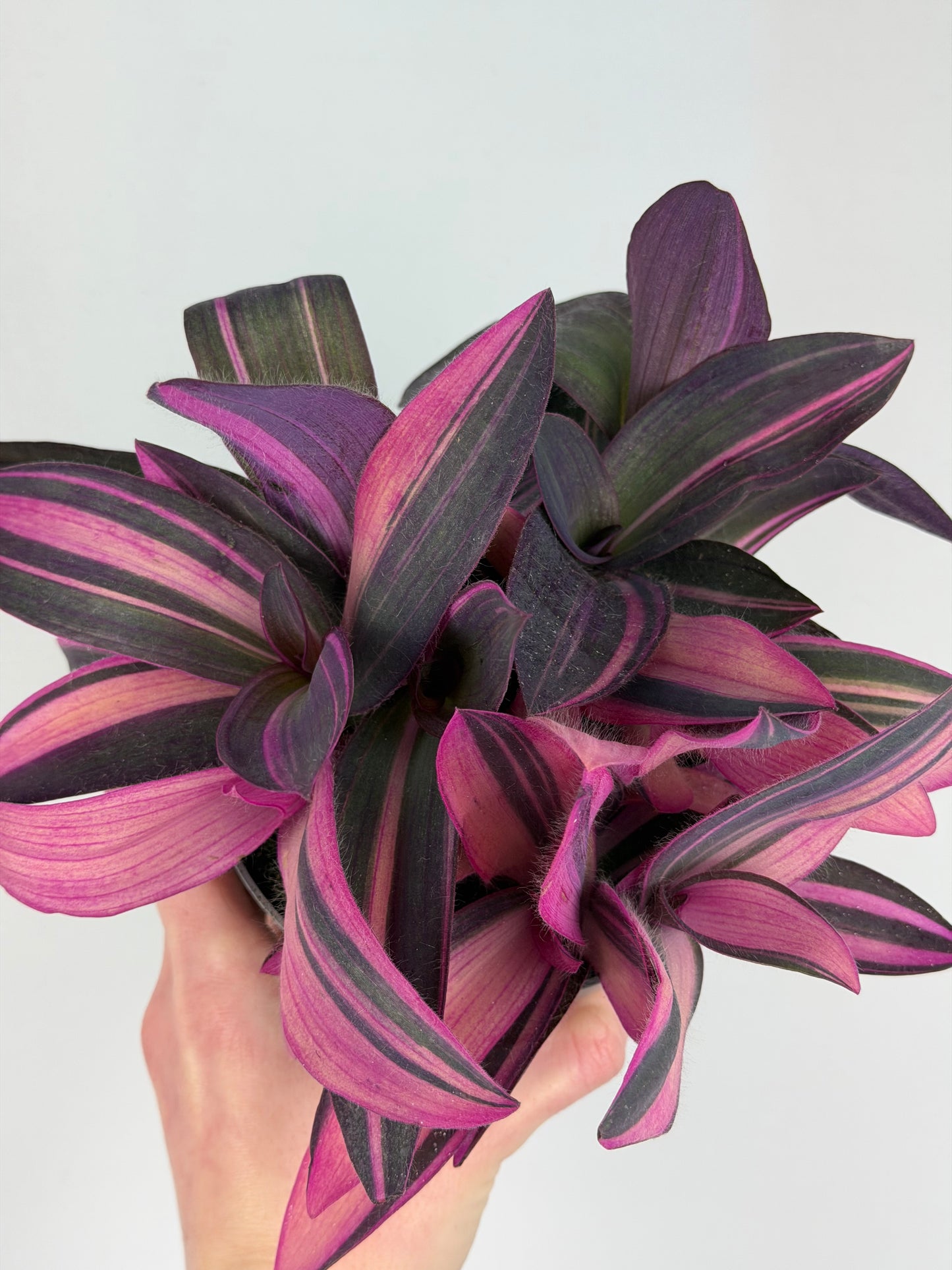Tradescantia 'Purple Heart' Pink Stripe Tradescantia Tropical Corner