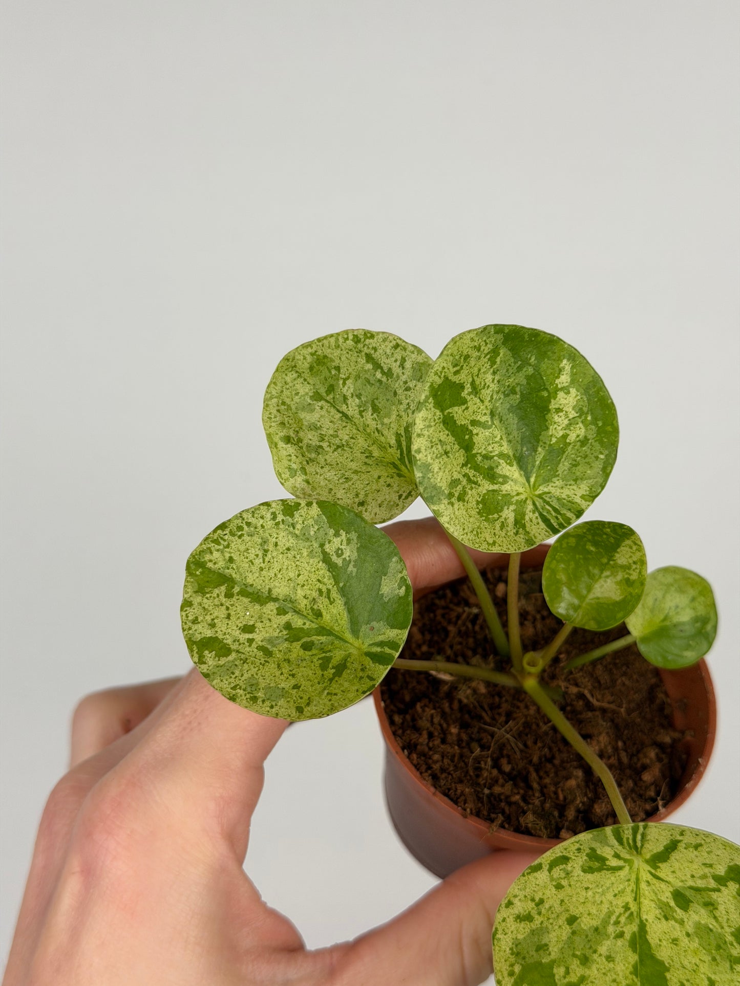 Pilea Peperomioides 'Mojito'