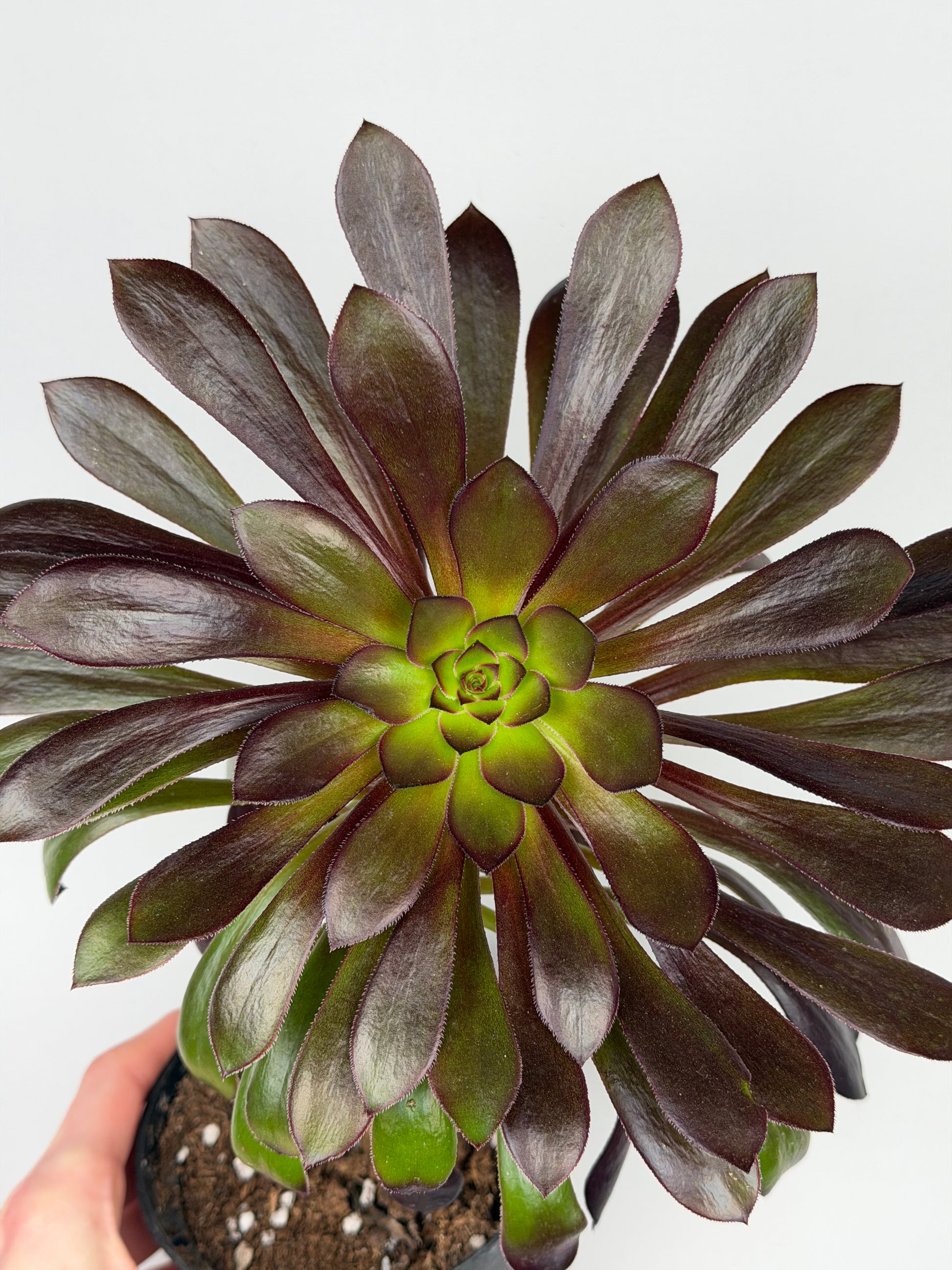 Aeonium Atropurpureum Schwarzkopf 'Testa nera' Aeonium Tropical Corner Default Title