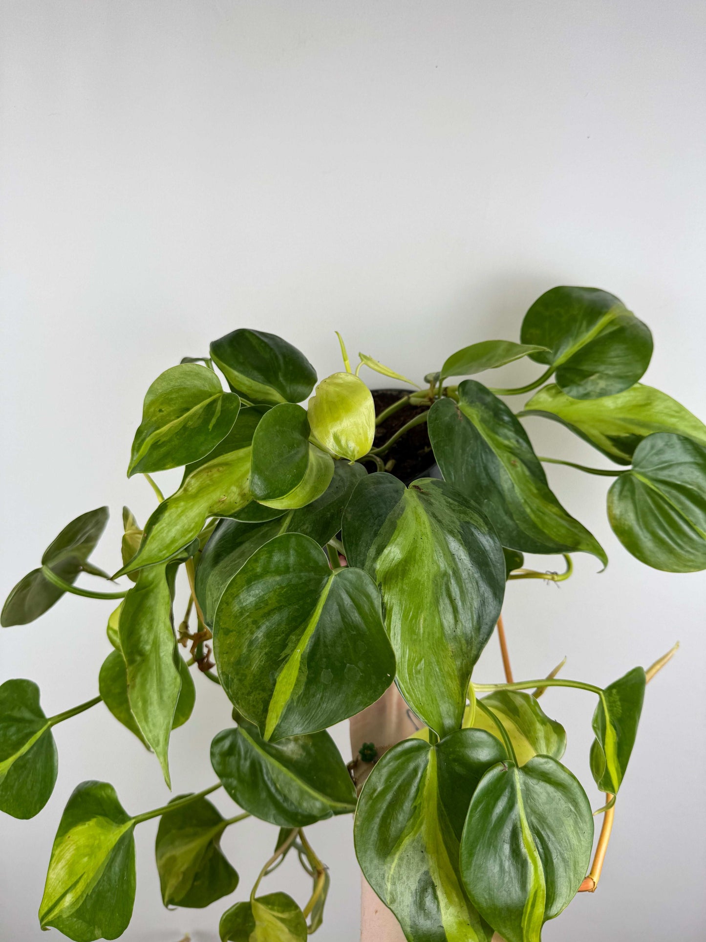 Philodendron Scandens Brasil