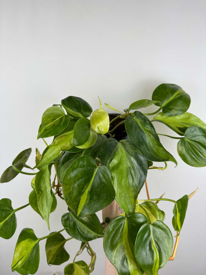 Philodendron Scandens Brasil