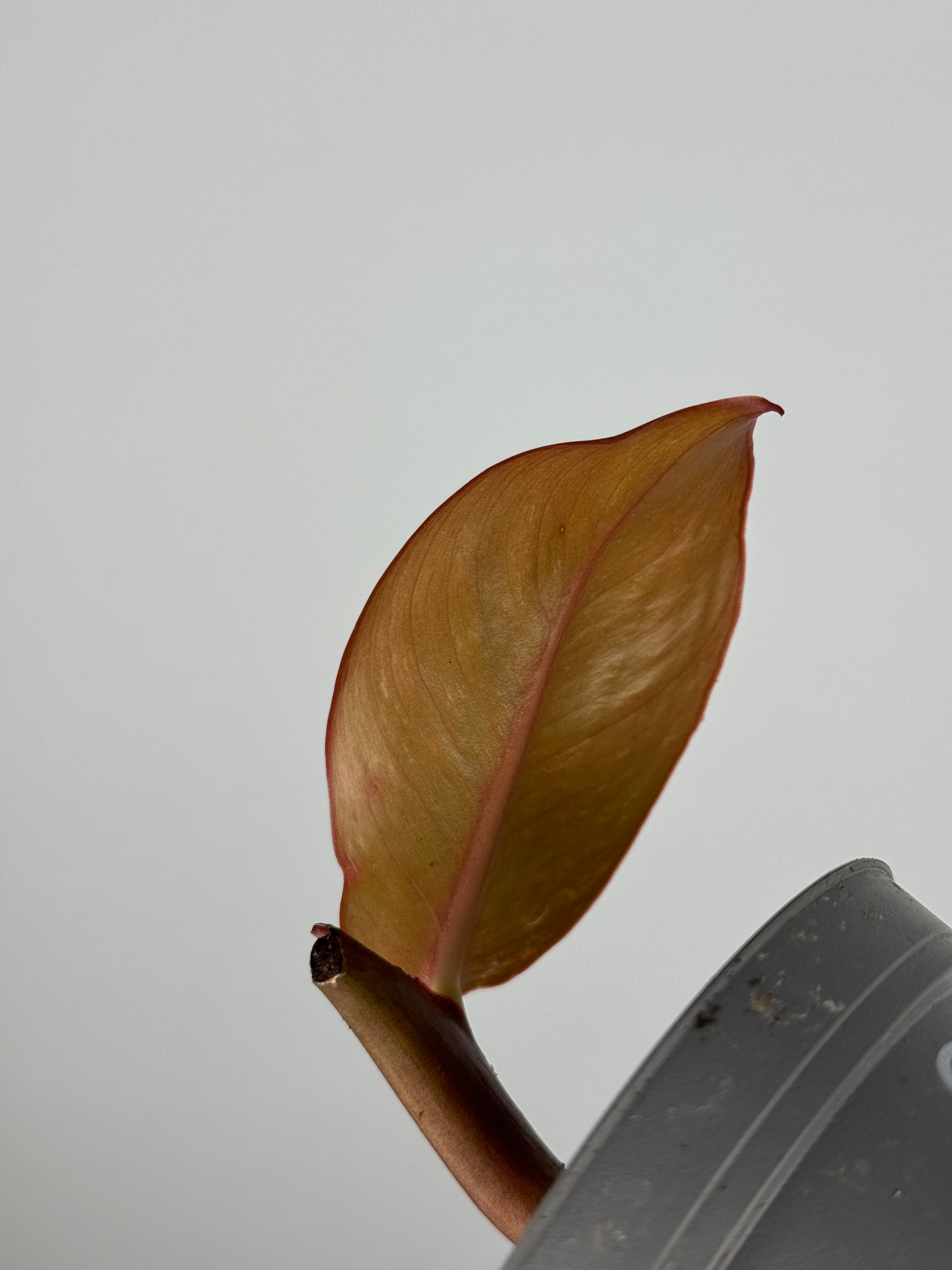 Philodendron “Prince of Orange” | Teo
