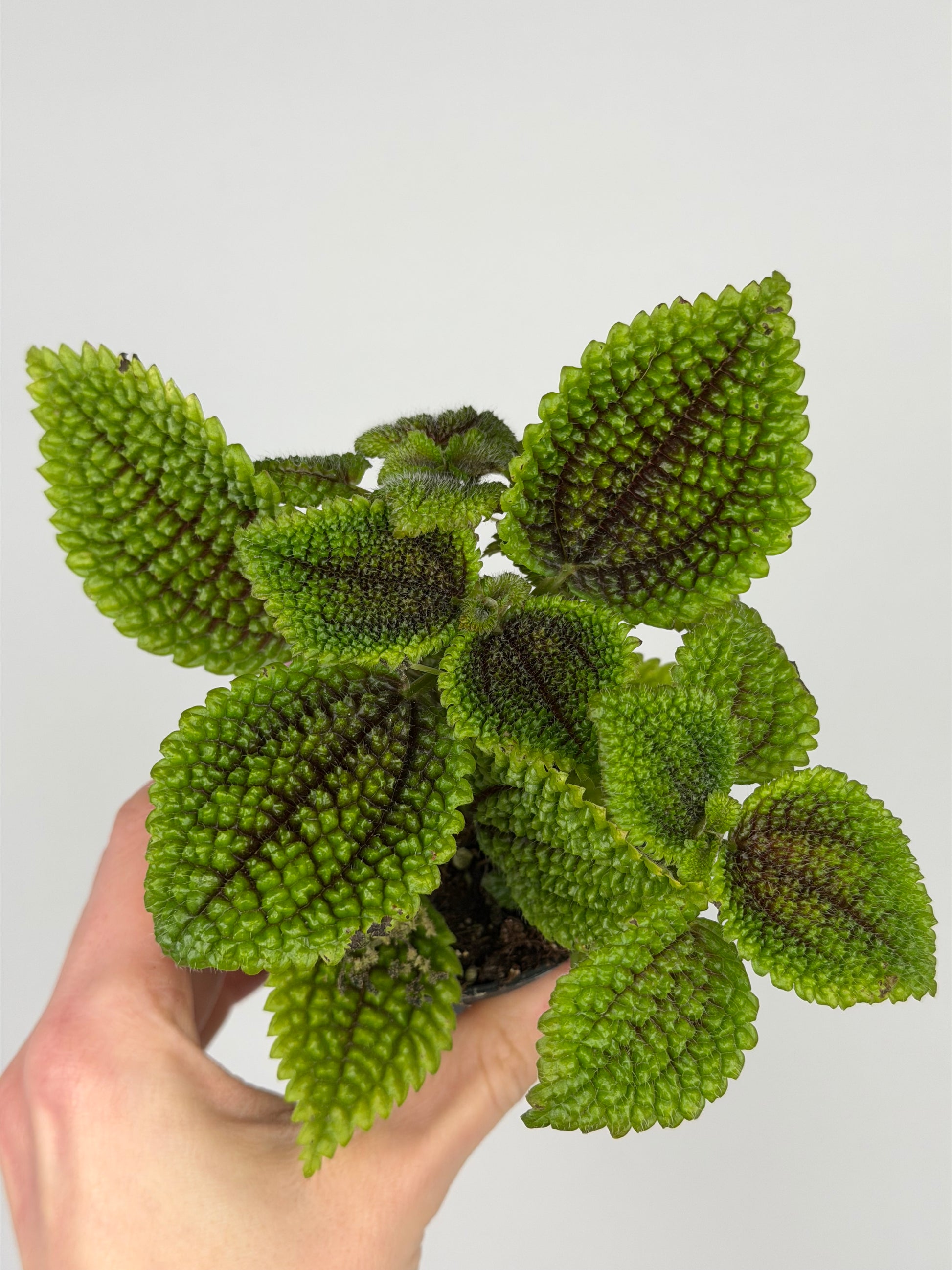 Pilea mollis 'Moon Valley' Pilea Tropical Corner
