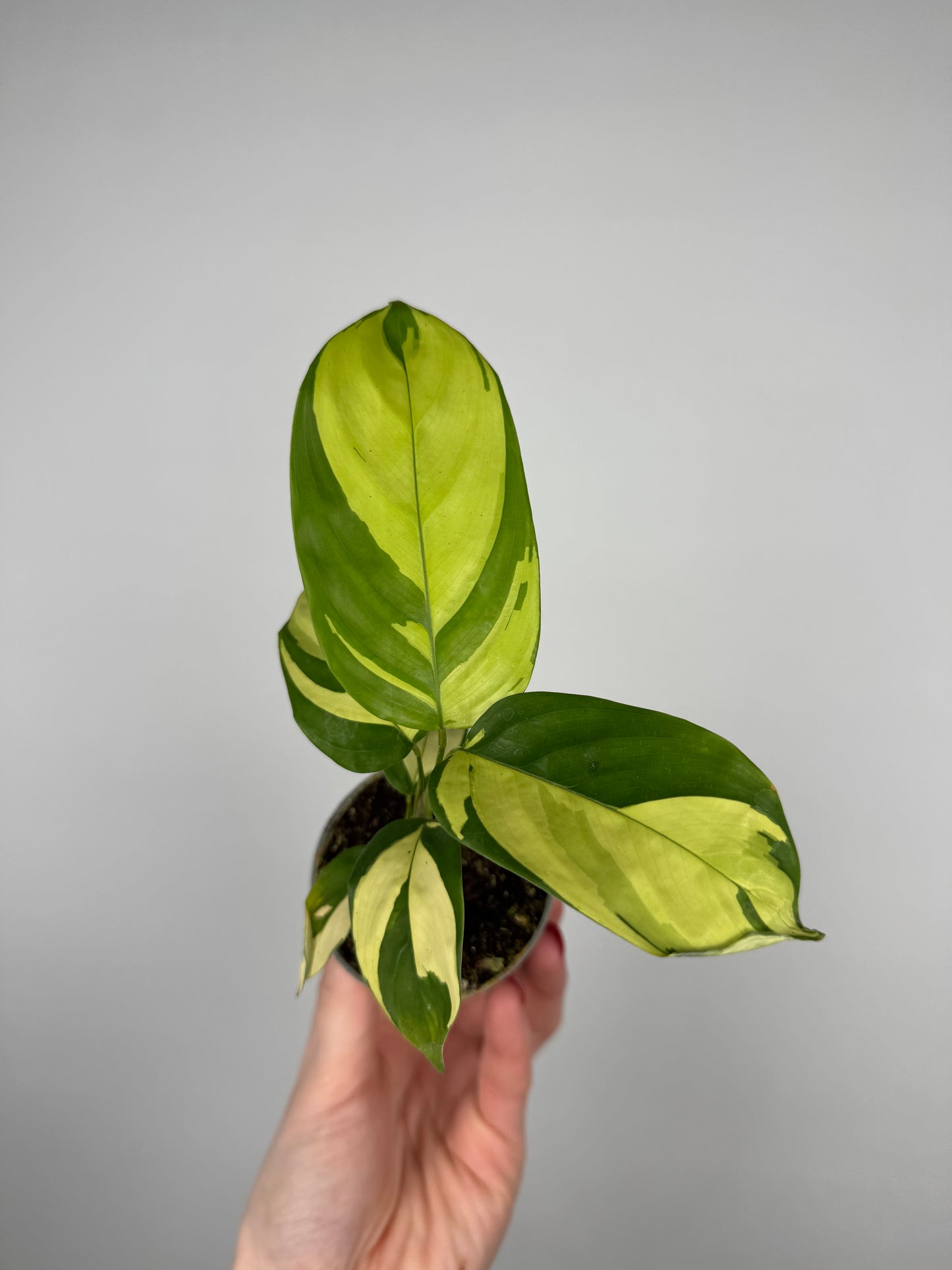 Ctenanthe lubbersiana “Golden Mosaic”