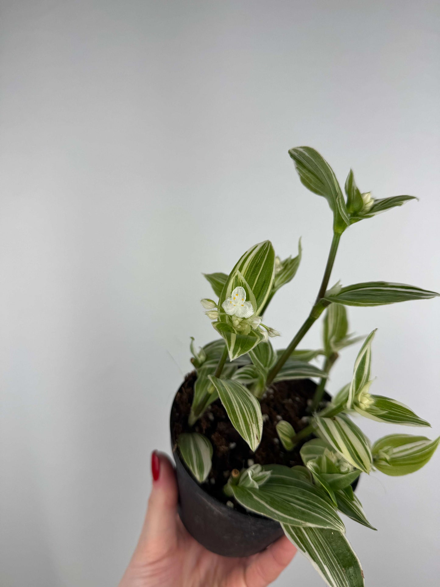Tradescantia Fluminensis “Albovittata”