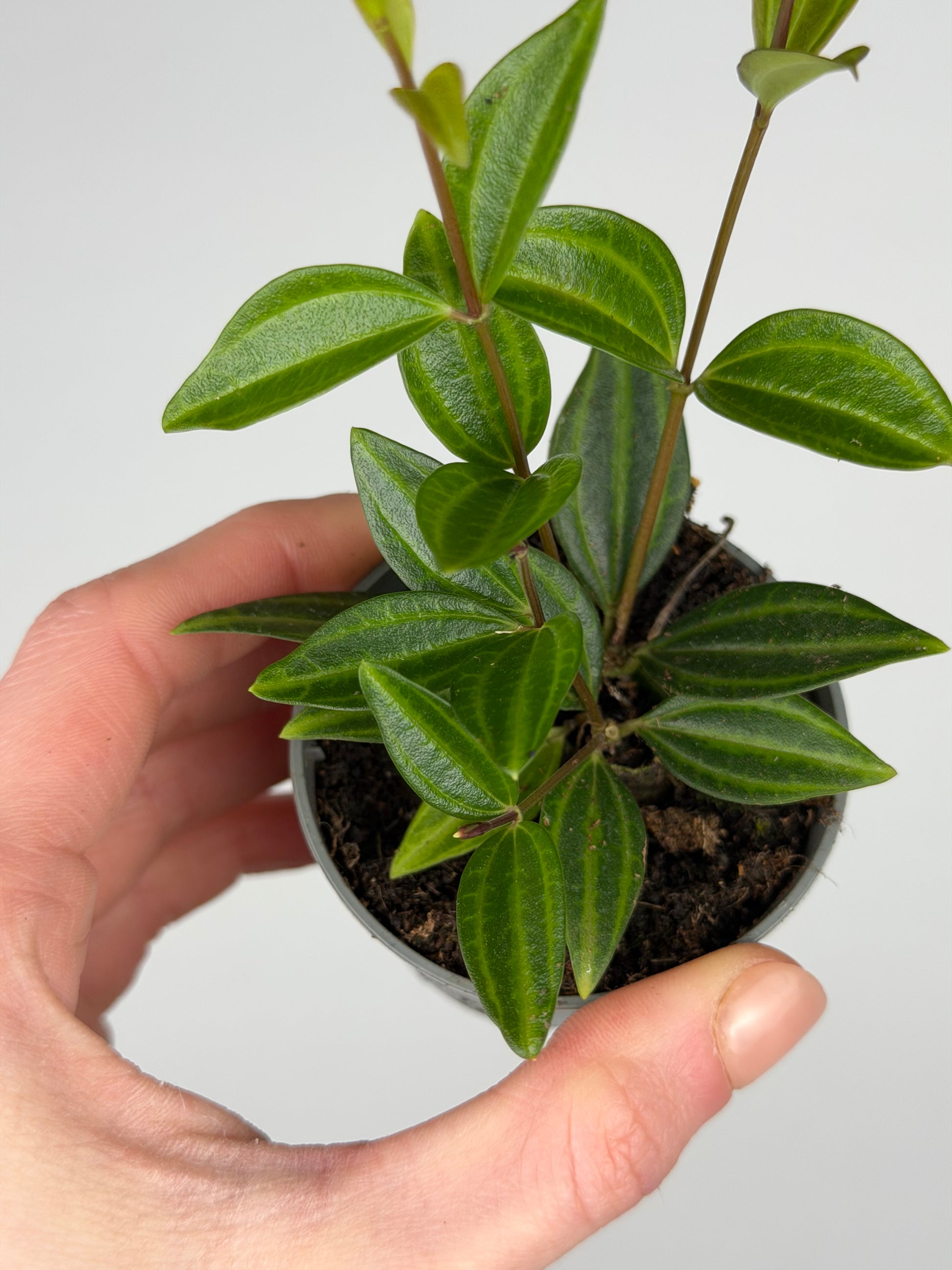 Peperomia 'Stripes' Peperomia Tropical Corner