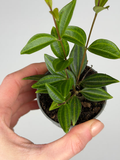 Peperomia 'Stripes' Peperomia Tropical Corner