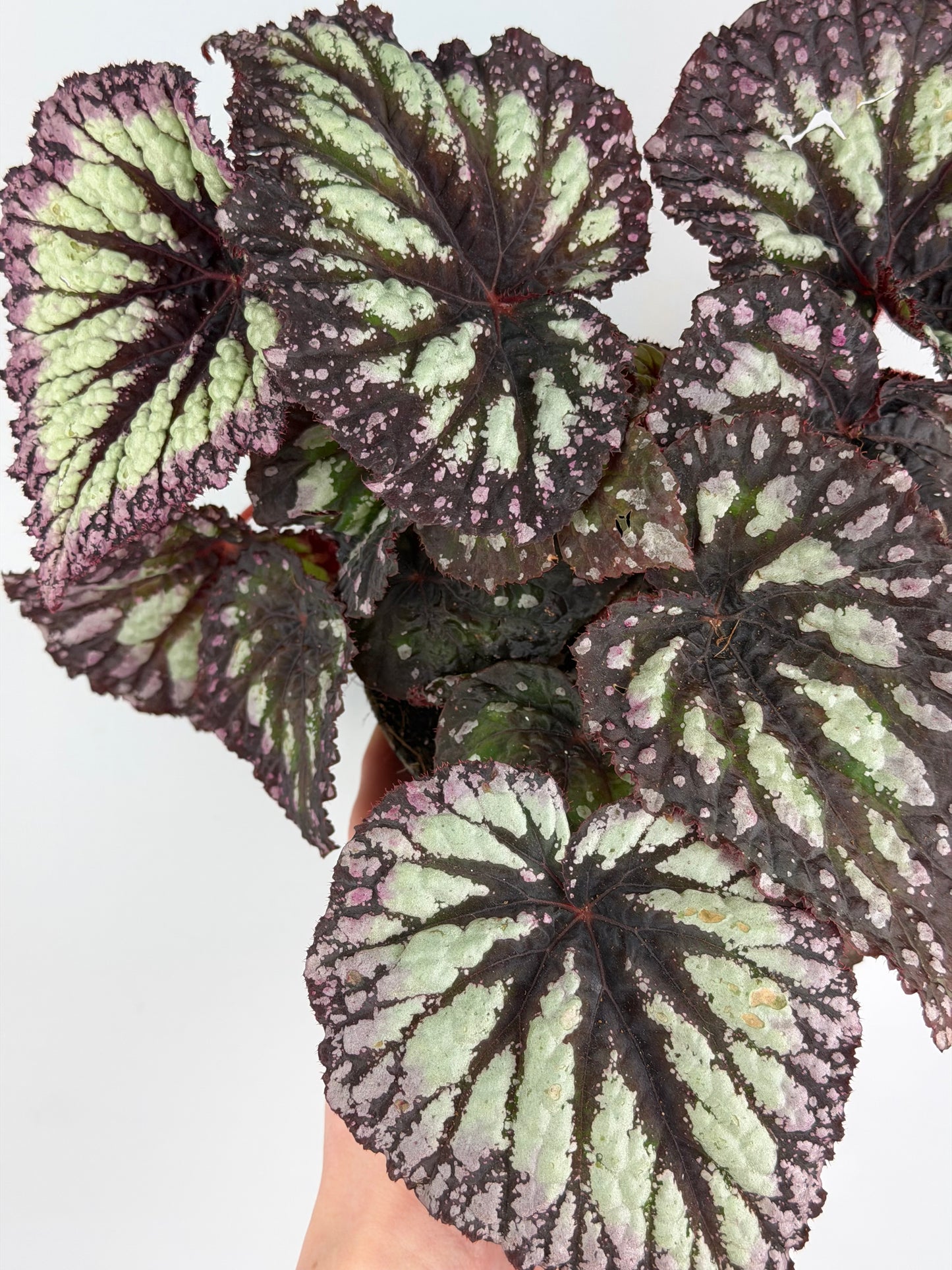 Begonia Fireworks Begonia Tropical Corner
