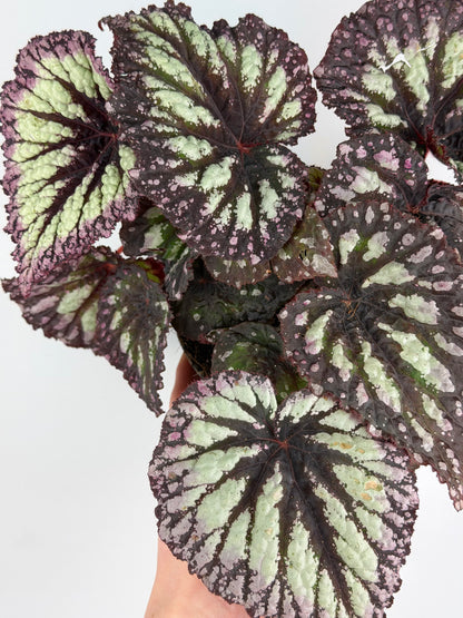 Begonia Fireworks Begonia Tropical Corner