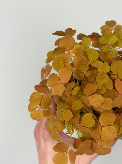 Oxalis Vulcanicola 'Sunset Velvet' Oxalis Tropical Corner