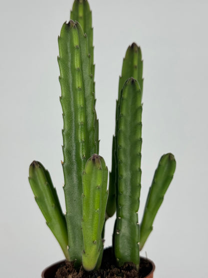 Stapelia leendertziae