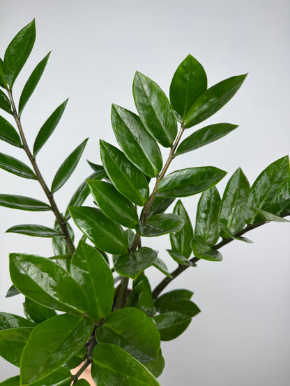 Zamioculcas Zamiifolia