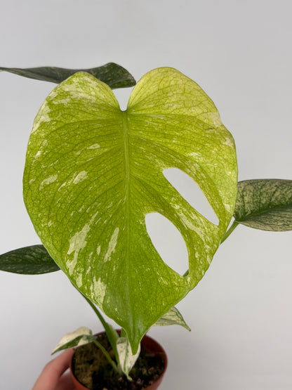 Monstera Mint