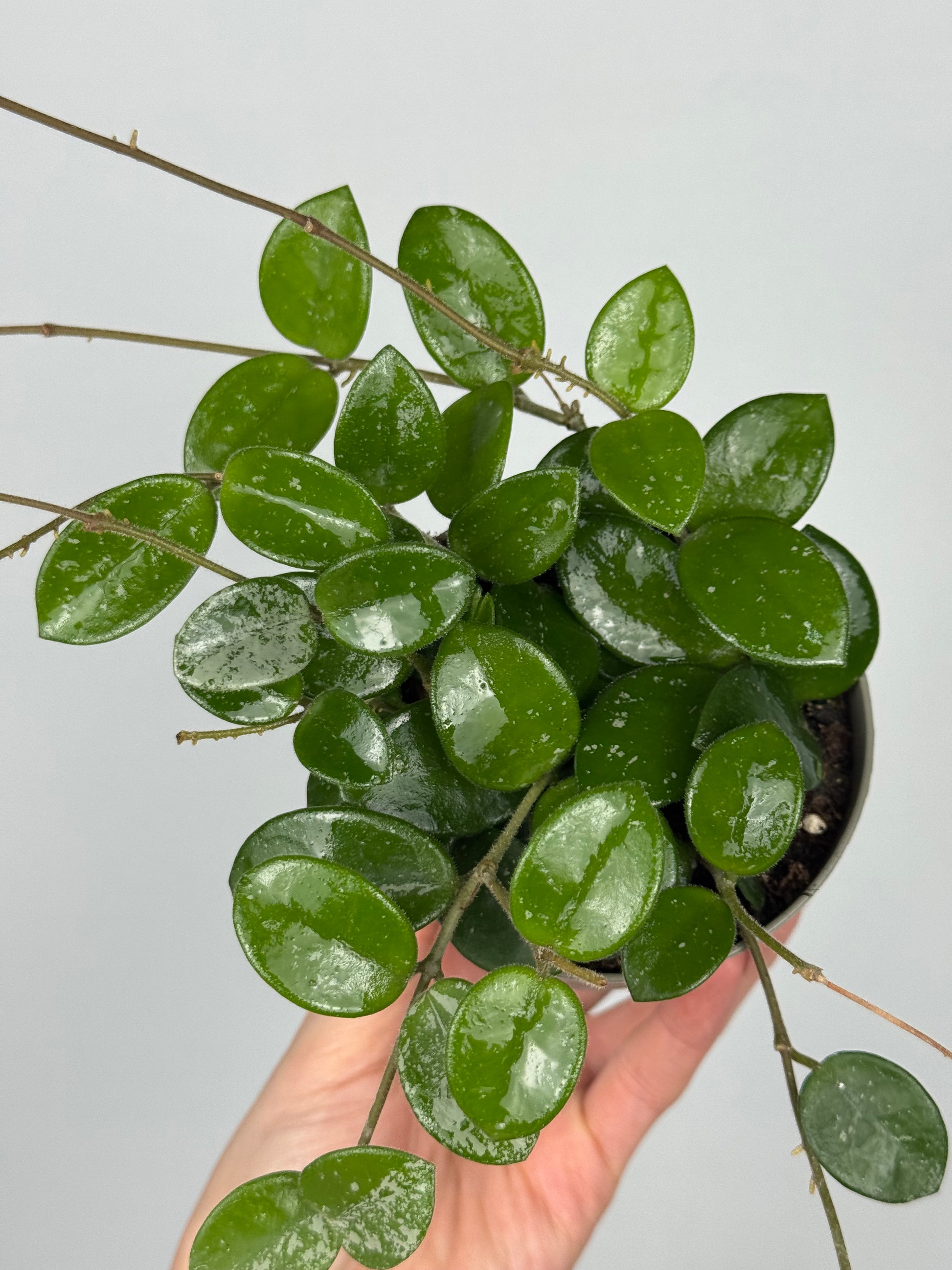 Hoya Mathilde Splash
