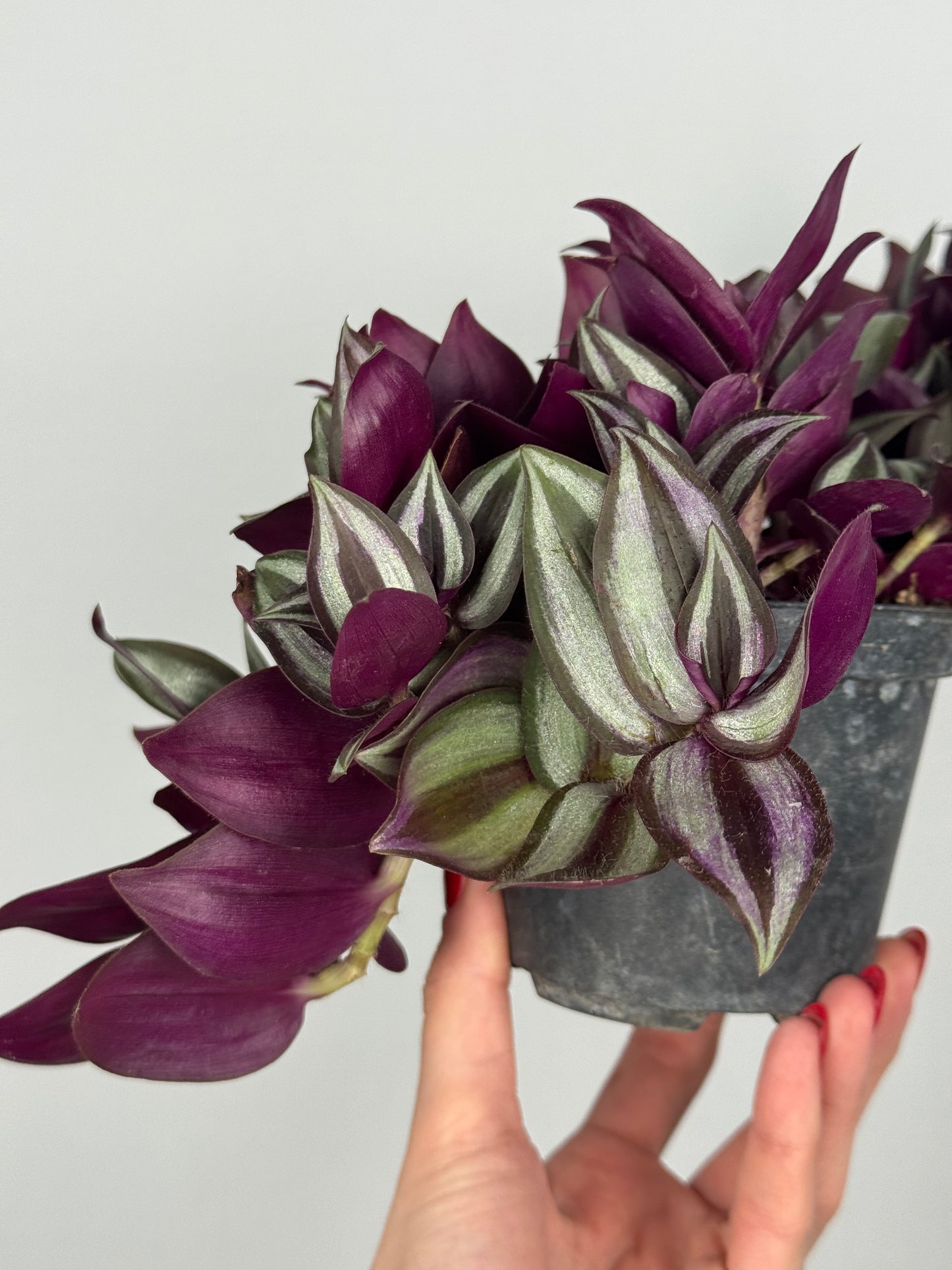 Tradescantia Zebrina “Violet Hill”