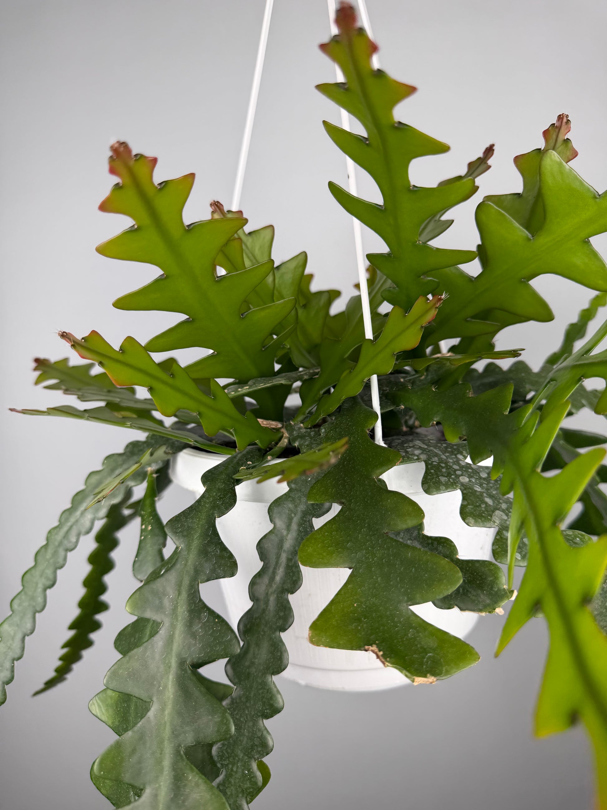 Selenicereus Anthonyanus Epiphyllum Tropical Corner
