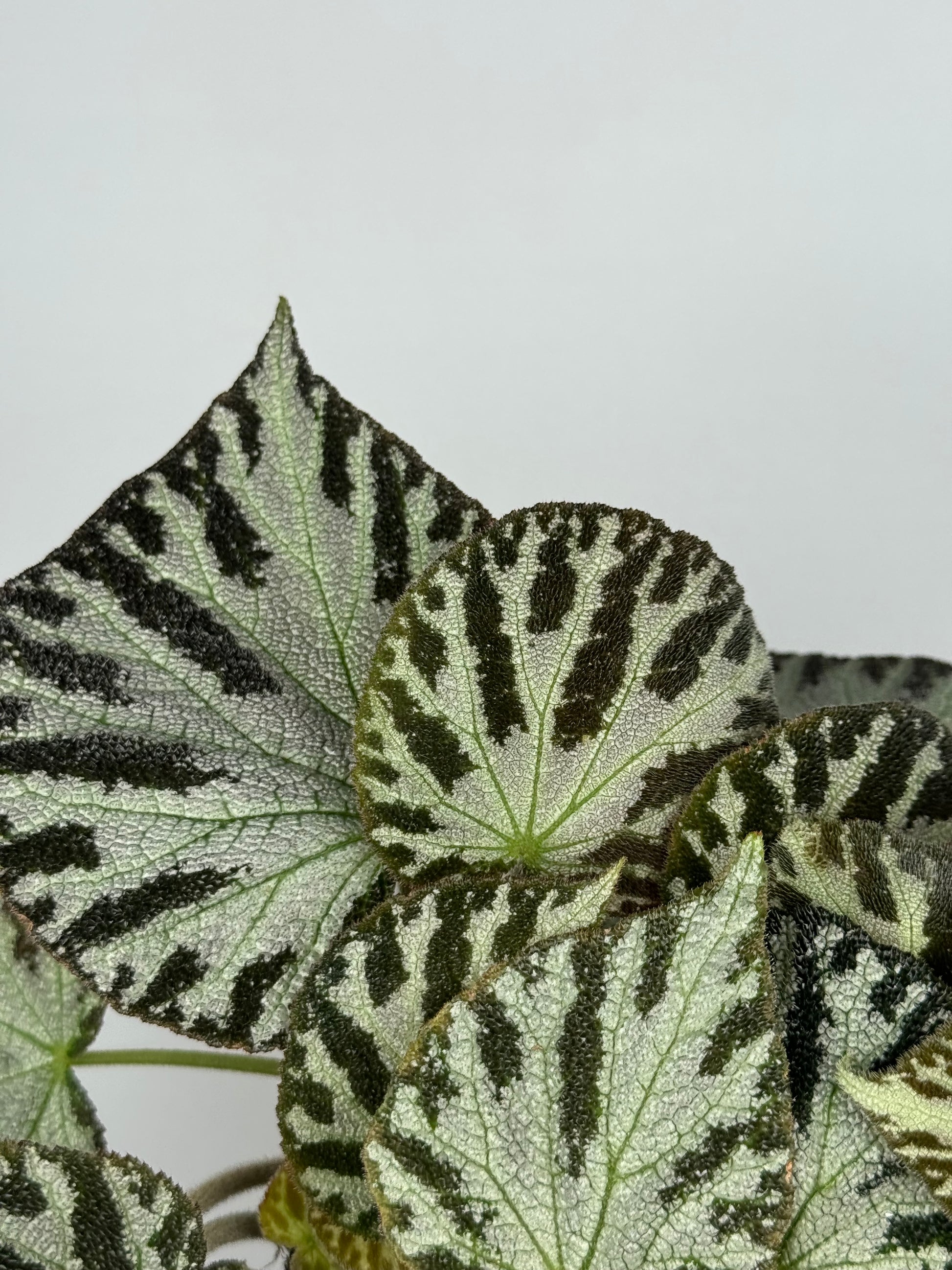 Begonia “Silver Jewel”