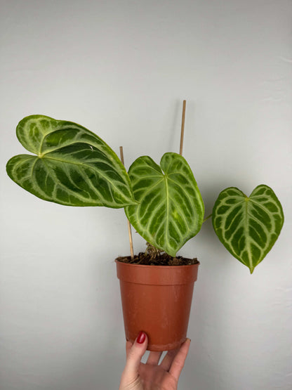 Anthurium “Crystal Hope” | Ugo