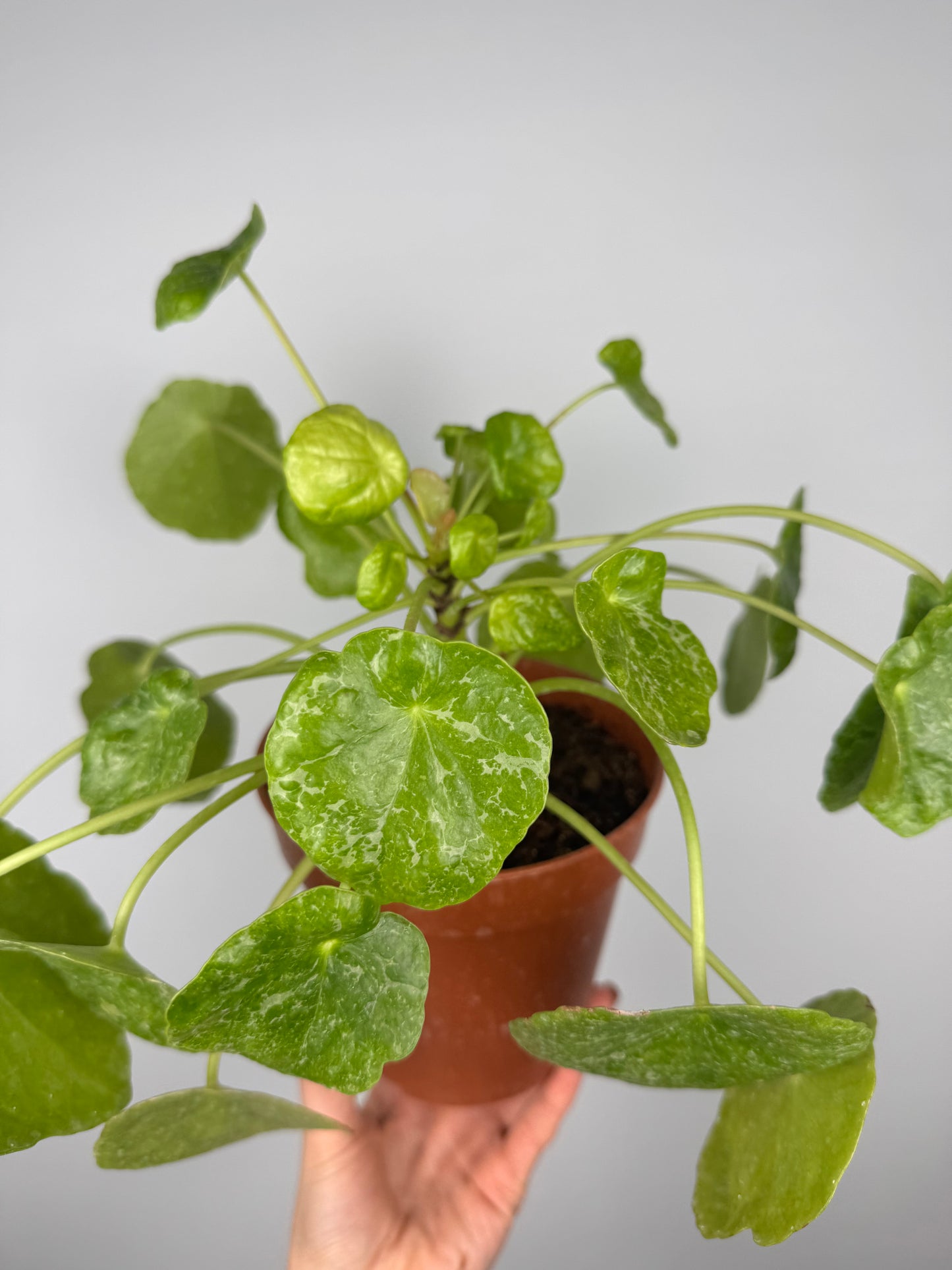Pilea Peperomioides “Sugar” | Lana