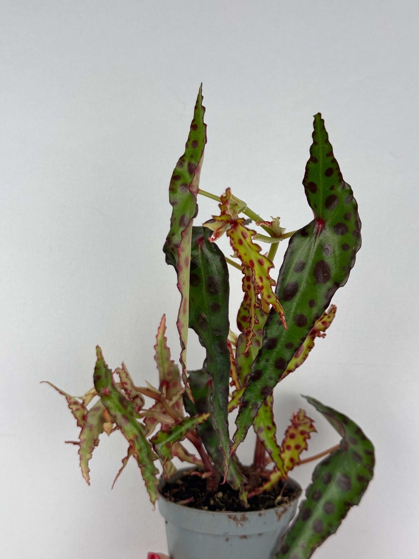 Begonia Amphioxus