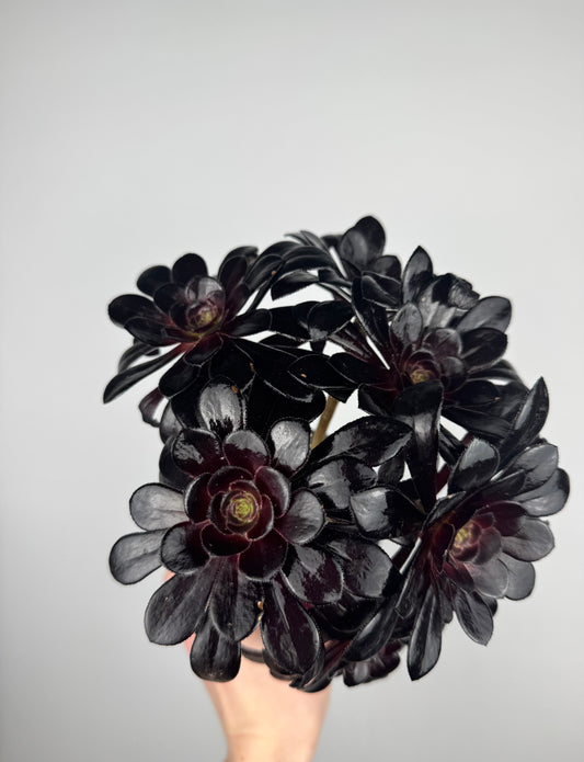 Aeonium Atropurpureum Schwarzkopf “Testa nera”