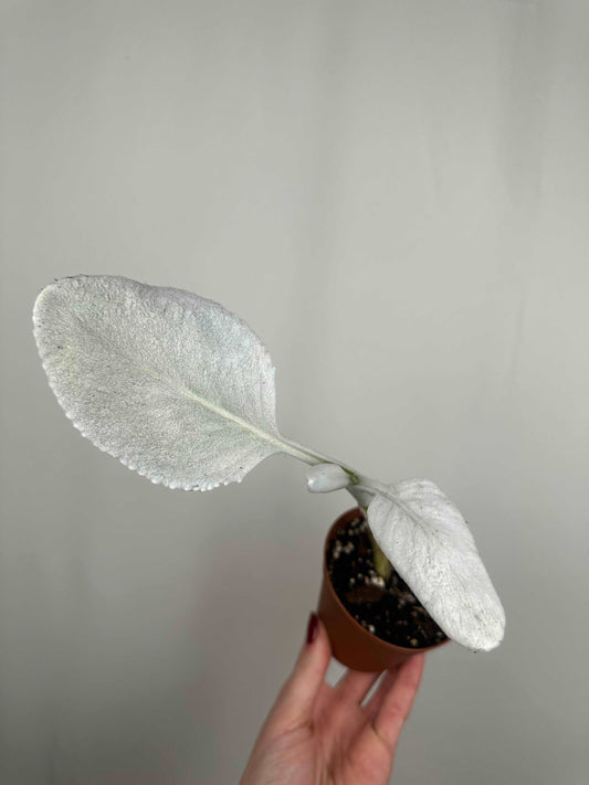 Senecio Candicans “Angel Wings” | Gabriel