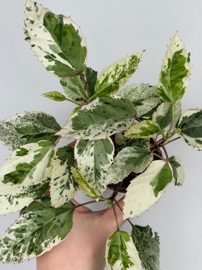 Hibiscus rosa-sinensis 'Variegata' Hibiscus Tropical Corner