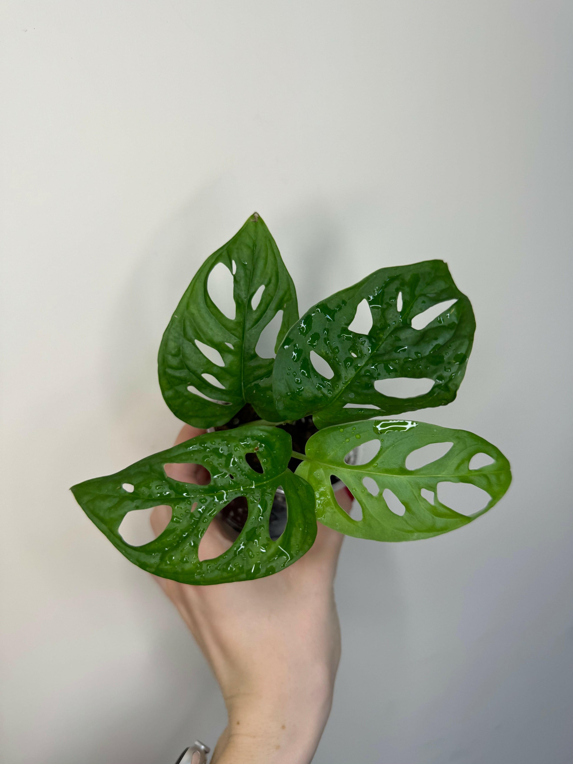 Monstera Adansonii “Monkey Mask”