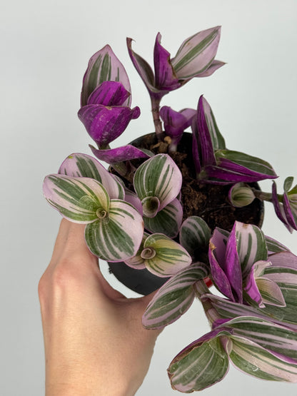 Tradescantia Nanouk | Zinnia