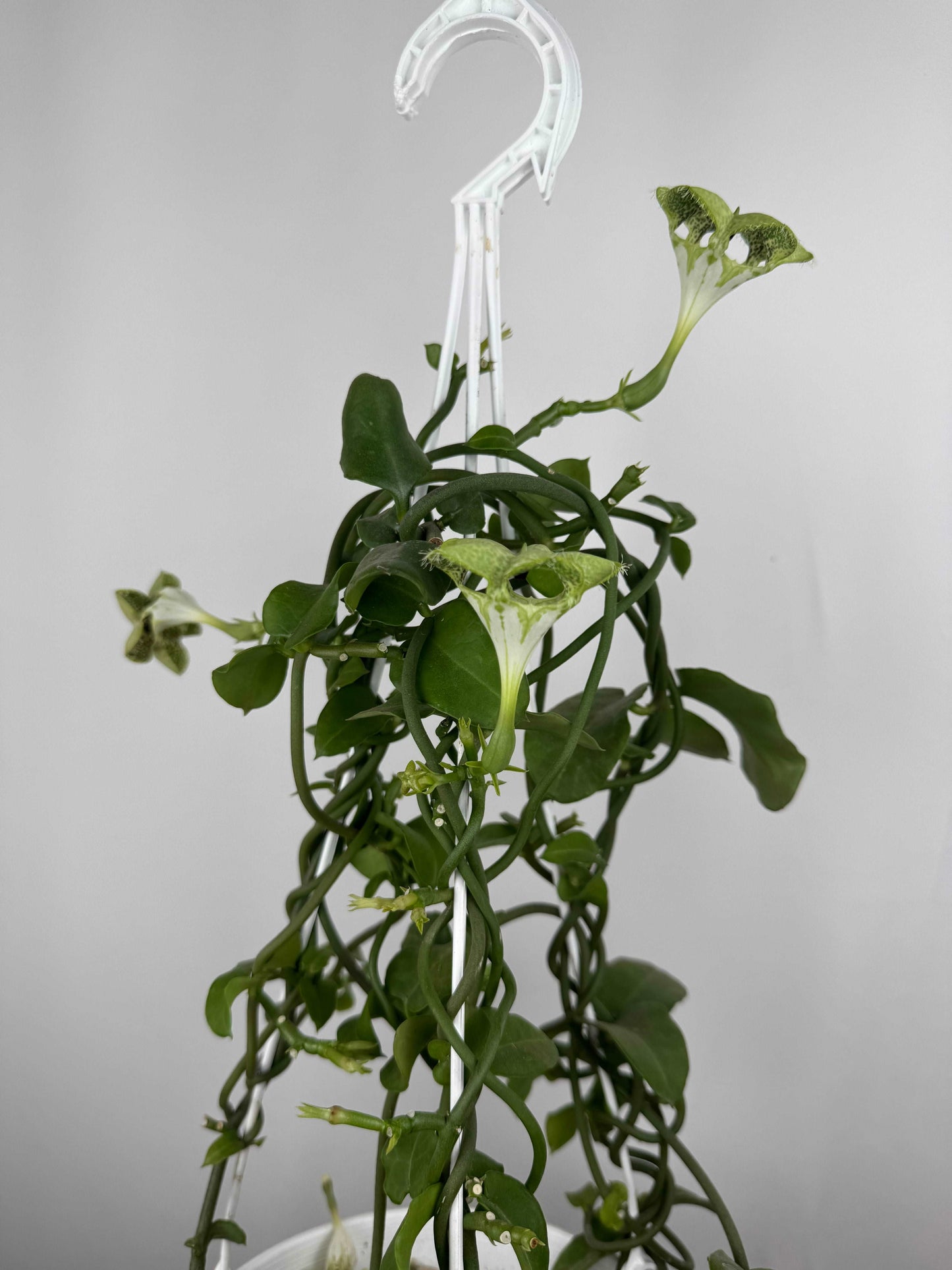 Ceropegia Sandersonii